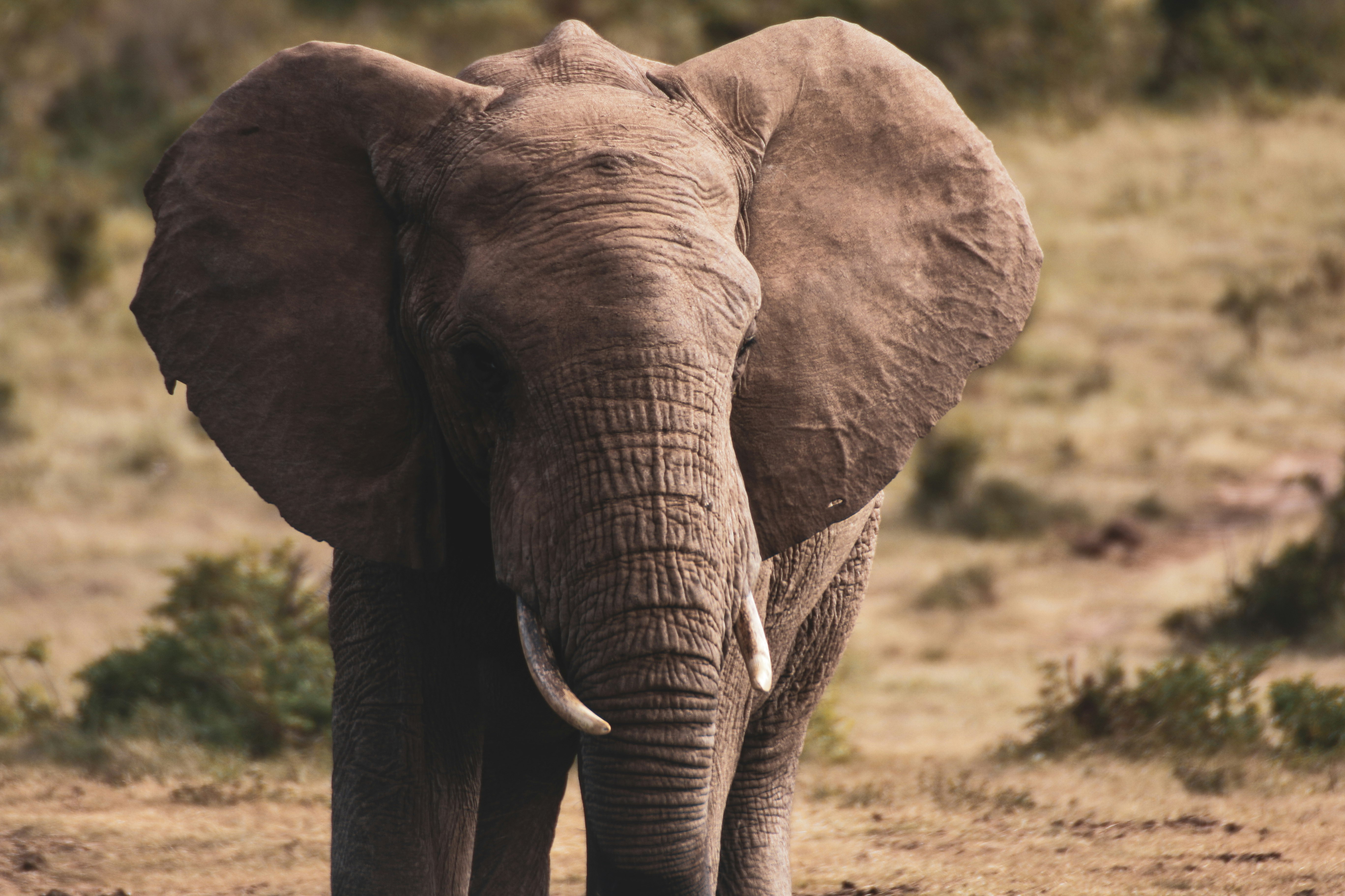 gray elephant on brown field during daytime